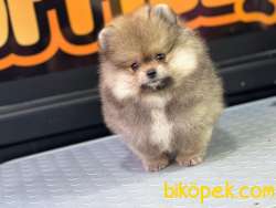 ORANGE Pomeranian Boo 1