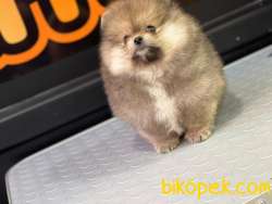 ORANGE Pomeranian Boo 4