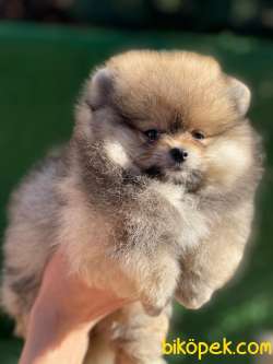 ORANGE Pomeranian Boo 3