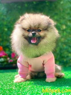 ORANGE POMERANİAN BOO 1