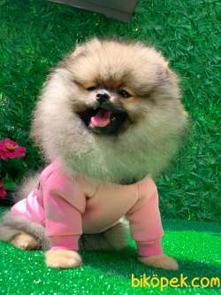 ORANGE POMERANİAN BOO 2