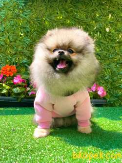 ORANGE POMERANİAN BOO 3