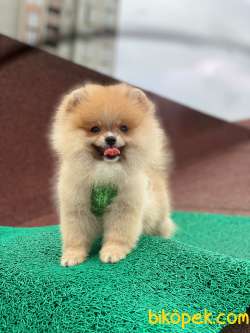 ORANGE POMERANİAN BOO 2