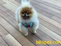 ORANGE RENGİNİN EN İHTİŞAMLI SAFKAN TEDDY BEAR POMERANİAN BOOLARI 5
