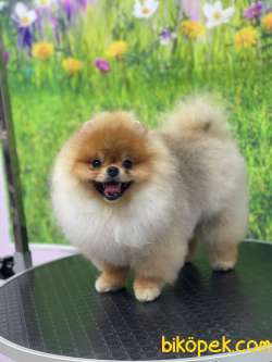 ORANGE RENGİNİN EN İHTİŞAMLI SAFKAN TEDDY BEAR POMERANİAN BOOLARI 1