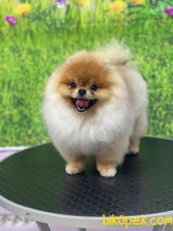 ORANGE RENGİNİN EN İHTİŞAMLI SAFKAN TEDDY BEAR POMERANİAN BOOLARI 2