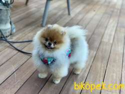 ORANGE RENGİNİN EN İHTİŞAMLI SAFKAN TEDDY BEAR POMERANİAN BOOLARI 3