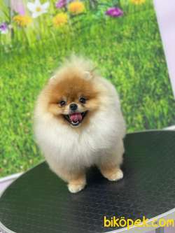 ORANGE RENGİNİN EN İHTİŞAMLI SAFKAN TEDDY BEAR POMERANİAN BOOLARI 4