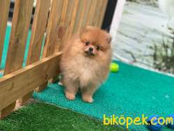 ORANGE RENGİNİN EN İYİSİ BAL POFUDUK BEBİŞLERİMİZ 3