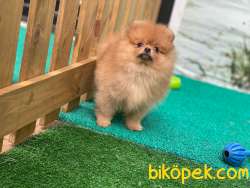 ORANGE RENGİNİN EN İYİSİ BAL POFUDUK BEBİŞLERİMİZ 1