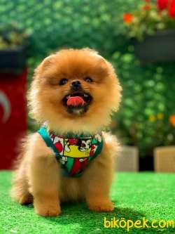 ORANGE SIFIR BURUN BONYD 2