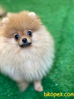 Orange Teddybear Dişi 3