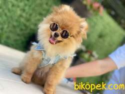 Orange Teddybear Pomeranianboo 3