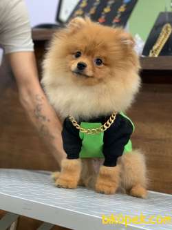 Orange Teddybear Pomeranianboo 4