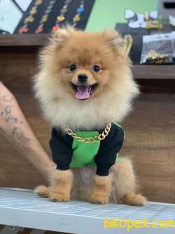 Orange Teddybear Pomeranianboo 2
