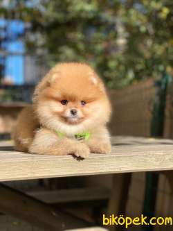 Oranj Dişi Üst Kalite Pomeranian Boo 3