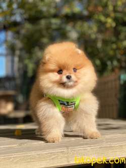 Oranj Dişi Üst Kalite Pomeranian Boo 4