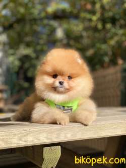 Oranj Dişi Üst Kalite Pomeranian Boo 2