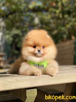 Oranj Dişi Üst Kalite Pomeranian Boo