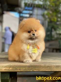 Oranj Dişi Üst Kalite Pomeranian Boo 4