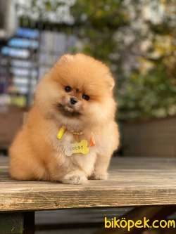 Oranj Dişi Üst Kalite Pomeranian Boo