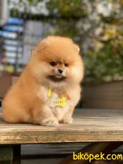 Oranj Dişi Üst Kalite Pomeranian Boo 2