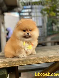 Oranj Dişi Üst Kalite Pomeranian Boo 5