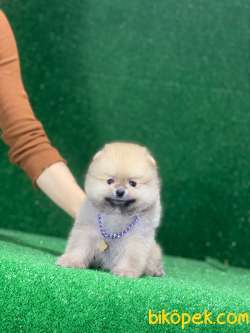 Oranj Teacup Pomeranian Boo Yavrumuz 2