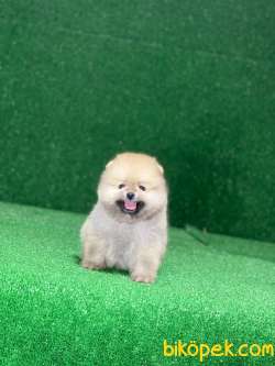 Oranj Teacup Pomeranian Boo Yavrumuz 3