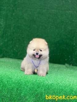 Oranj Teacup Pomeranian Boo Yavrumuz