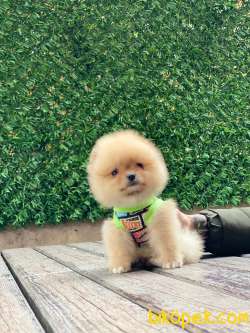 Oranj Teacup Pomeranian Boo Yavrumuz 3