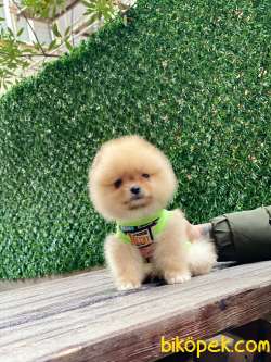 Oranj Teacup Pomeranian Boo Yavrumuz 5