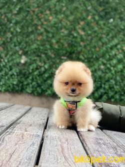 Oranj Teacup Pomeranian Boo Yavrumuz