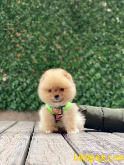 Oranj Teacup Pomeranian Boo Yavrumuz 2