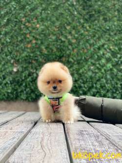 Oranj Teacup Pomeranian Boo Yavrumuz 4