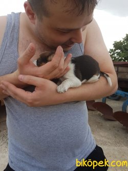 Orginal Elizabet Beagle 1