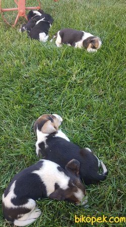 Orginal Elizabet Beagle 4