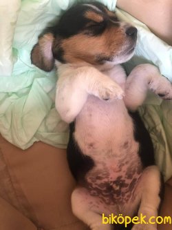 Orginal Elizabet Beagle 3