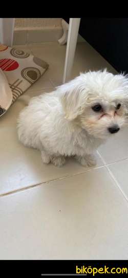 Orginal Maltese Yavru 3