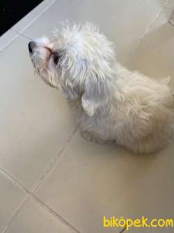 Orginal Maltese Yavru 2