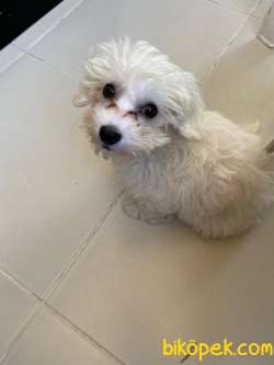 Orginal Maltese Yavru 1
