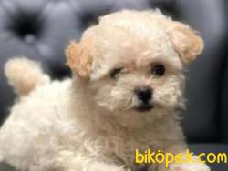 ORGİNAL MALTİPOO BABİES 2