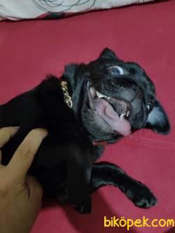 ORİJİNAL AŞILI EĞİTİMLİ PUG 1