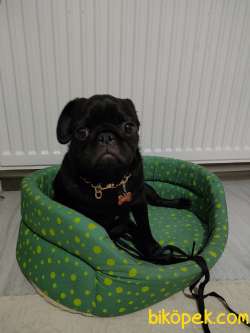 ORİJİNAL AŞILI EĞİTİMLİ PUG 5