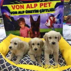 ORİJİNAL (BABY FACE) GOLDEN YAVRULARI VONALP GARANTİSİYLE 3