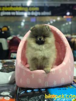 ORİJİNAL (BOO) POMERANİAN YAVRULARI VONALP GARANTİSİYLE 1