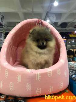 ORİJİNAL (BOO) POMERANİAN YAVRULARI VONALP GARANTİSİYLE 3