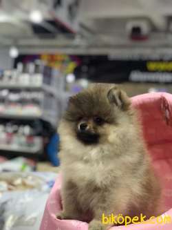 ORİJİNAL (BOO) POMERANİAN YAVRULARI VONALP GARANTİSİYLE 2