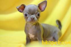 Orijinal Elma Kafa Lilac Renkli Chihuahua 1