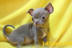 Orijinal Elma Kafa Lilac Renkli Chihuahua 2